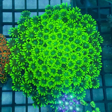 Green Alveopora
