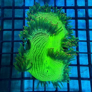 Pink Tip Catalaphyllia