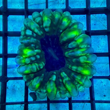 Ultra Green Owl Eye Coral