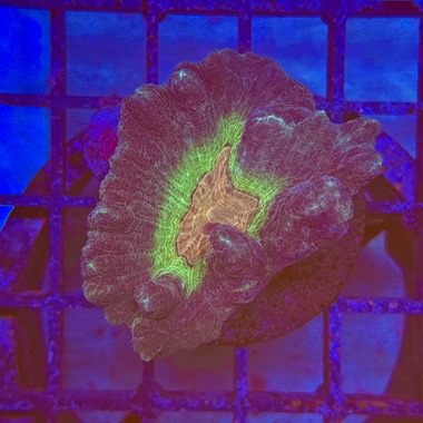 Rainbow Lettuce Frag