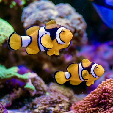 Percula Clownfish