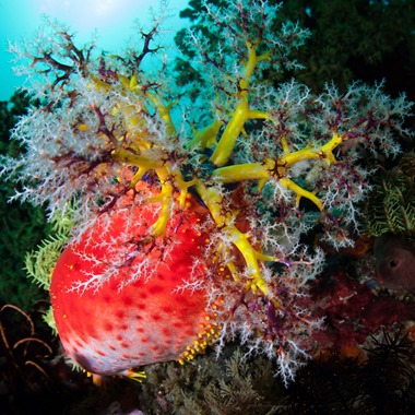 Clown Sea Apple