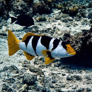 Saddle Grouper