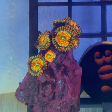 Seduction Zoa Frags