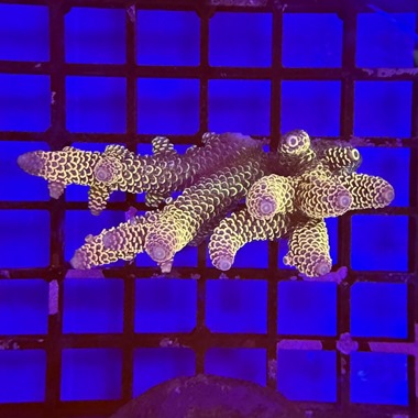 Oz Acropora Colony