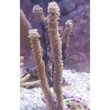 Candelabra Gorgonia