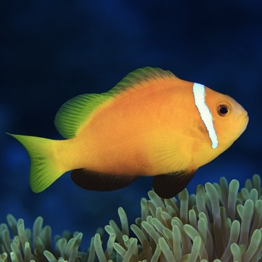 Maldive Skunk Clownfish