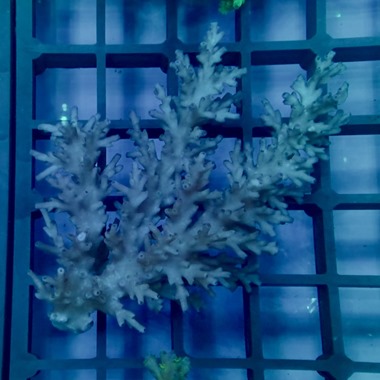 Oz Acropora Colony