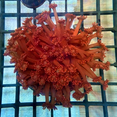 Red Goniopora