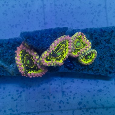 Stratosphere Zoa Frags