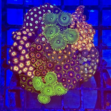 Zoa Garden