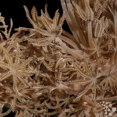 Anthelia Frag