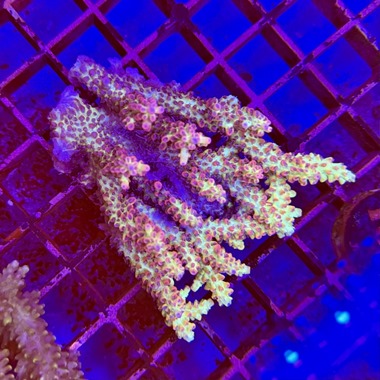 Strawberry Shortcake Acropora