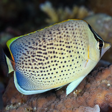 Spotted Butterflyfish