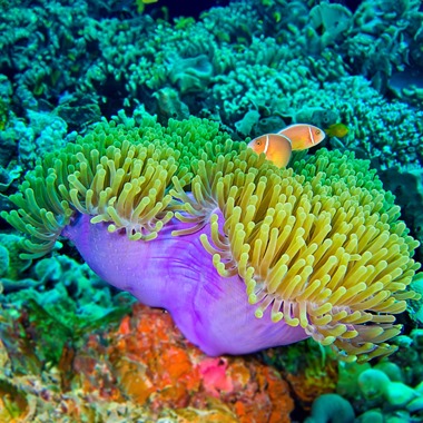 Ritteri Anemone
