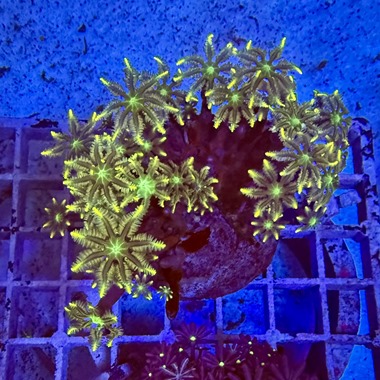 Lime Tip Clove Polyps
