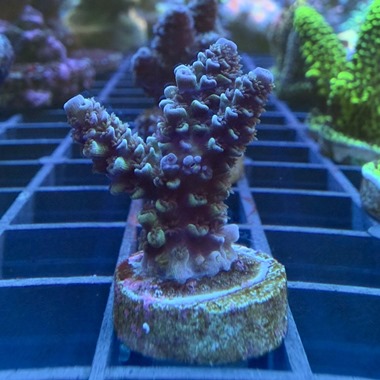 Teal Sea's Acro Frag