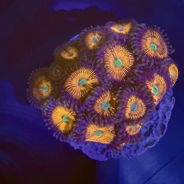 Pink Dynamite Zoa Frag