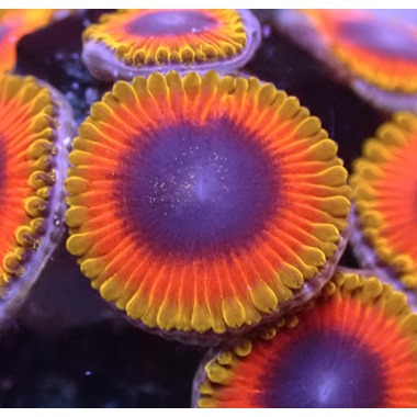 Great Owl Zoa Frags