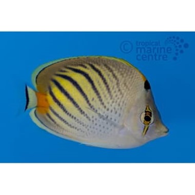 Dot Dash Butterflyfish 