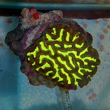 Maze Coral