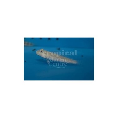 Cross Hatch Sleeper Goby