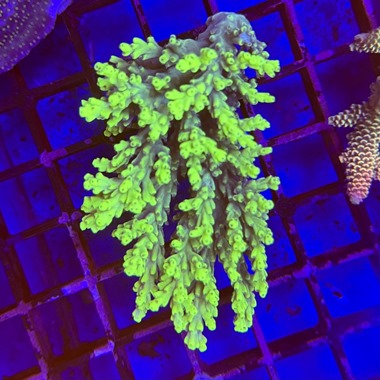 Oz Acropora Colony