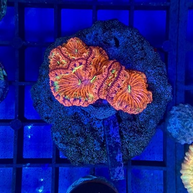 Ultra Red Blasto Colony