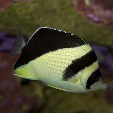 Burgess Butterflyfish