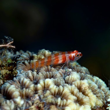 Candy Cane Nano Goby