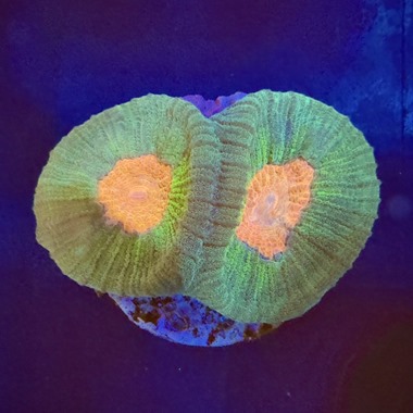 Fighting Irish Favia Frag