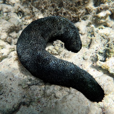 Black Sea Cucumber