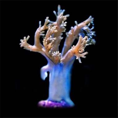 Cespitularia