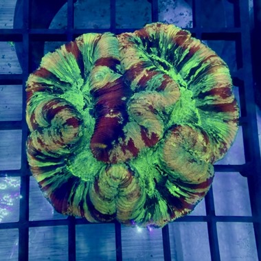 Ultra Rainbow Trachyphyllia
