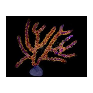 Golden Polyp Gorgonia