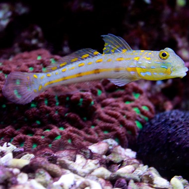 Orange Spot Sleeper Goby