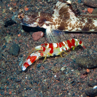 Candy Pistol Shrimp