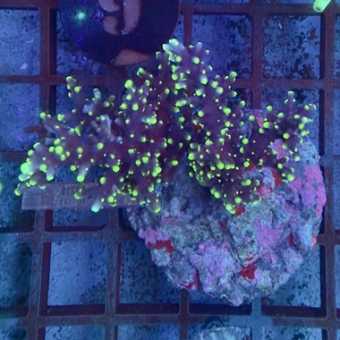 Acropora Colony