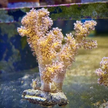 Golden Bush Coral