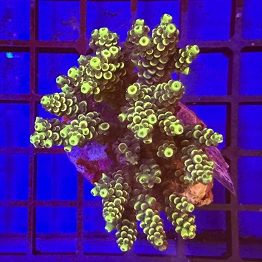 Acropora Colony