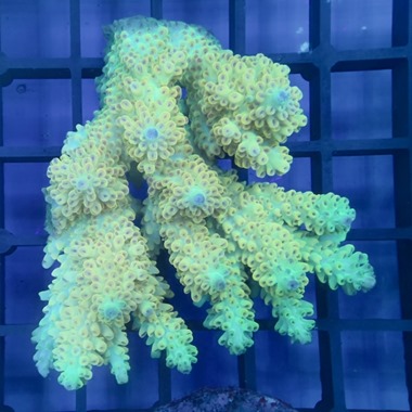 Oz Acropora Colony
