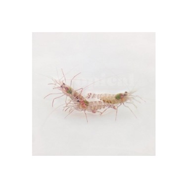 Striped Peppermint Shrimp