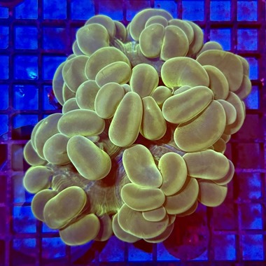 Ultra Green Bubble Coral
