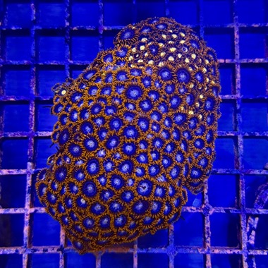 Spiderman Zoa Colony