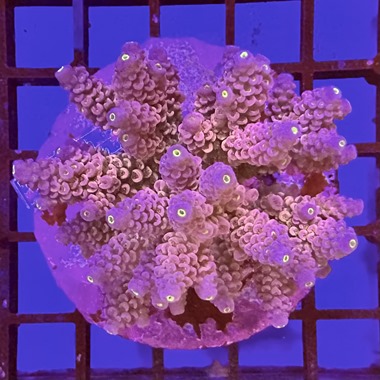 Acropora Colony