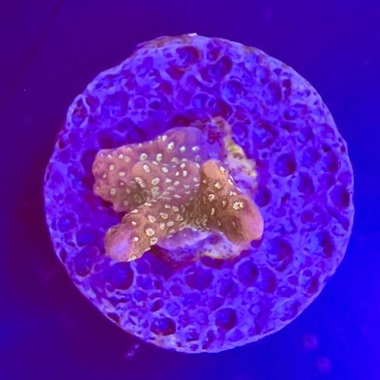 Peach Digi Frag