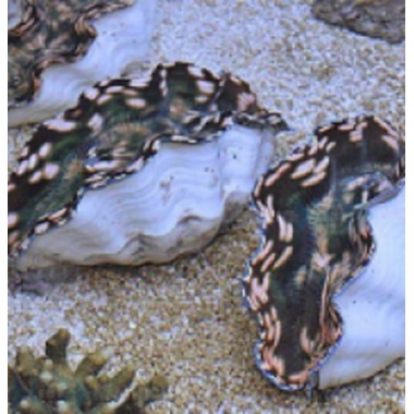 Derasa Clam