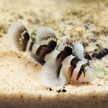 Zebra Nano Goby