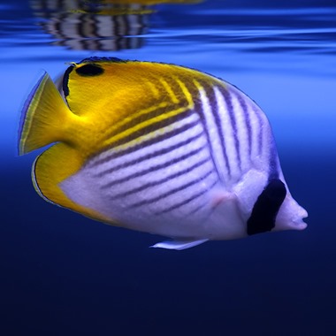 Threadfin Butterflyfish