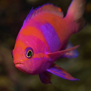 Square Spot Anthias